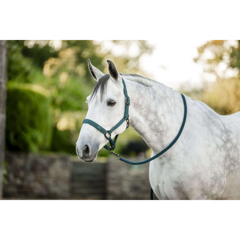 Amigo Cavezza e corda Dynasty Green