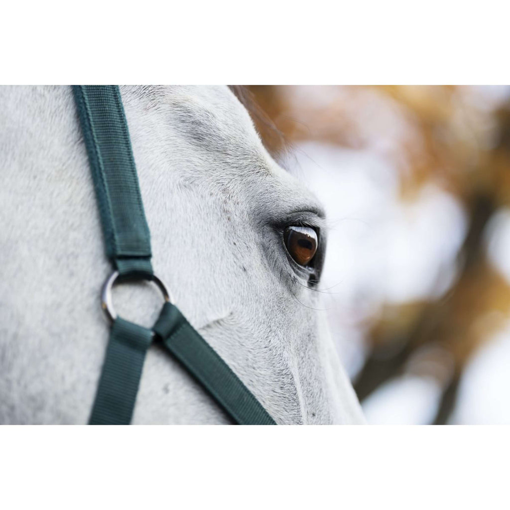 Amigo Cavezza e corda Dynasty Green