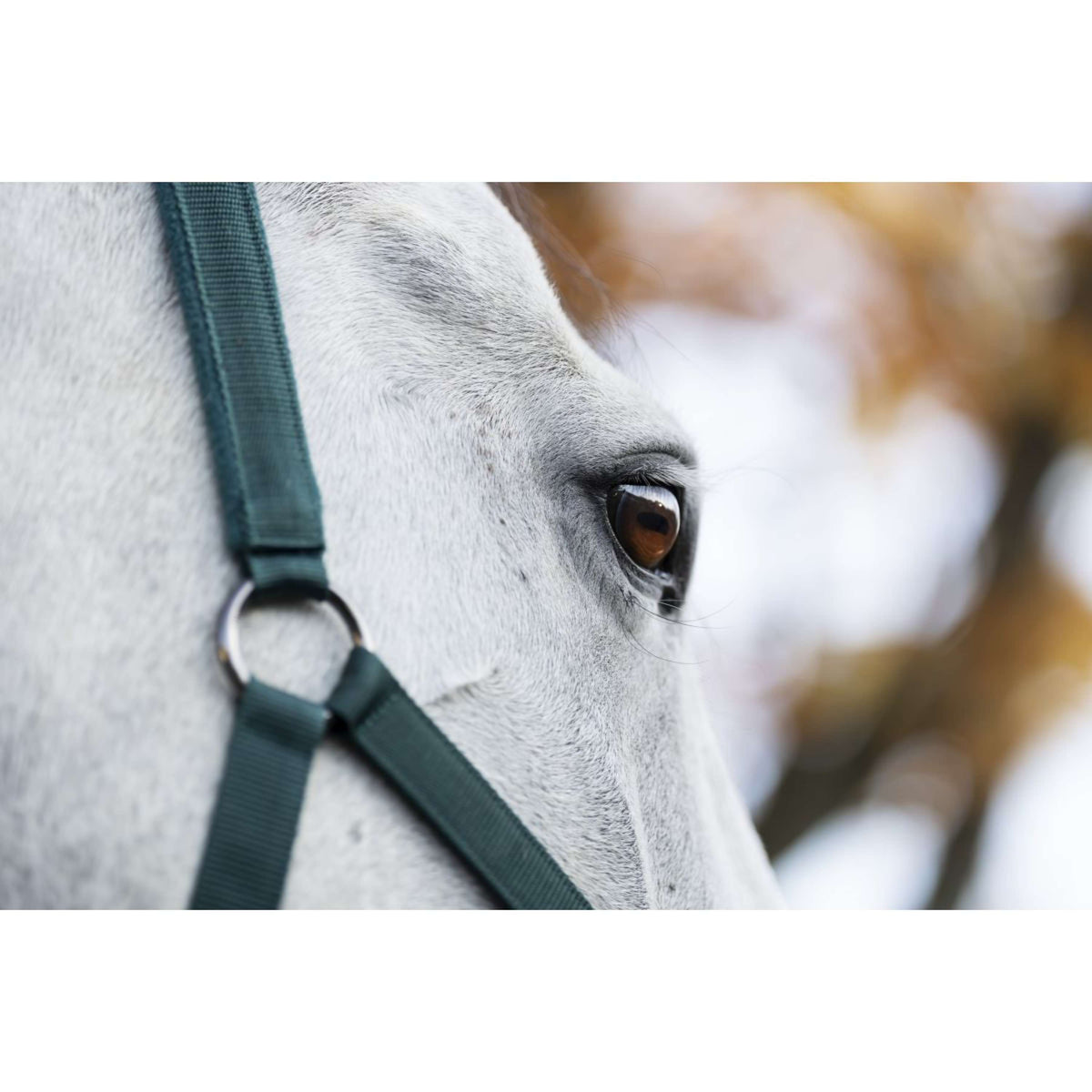 Amigo Capestro e Longhina Dynasty Green