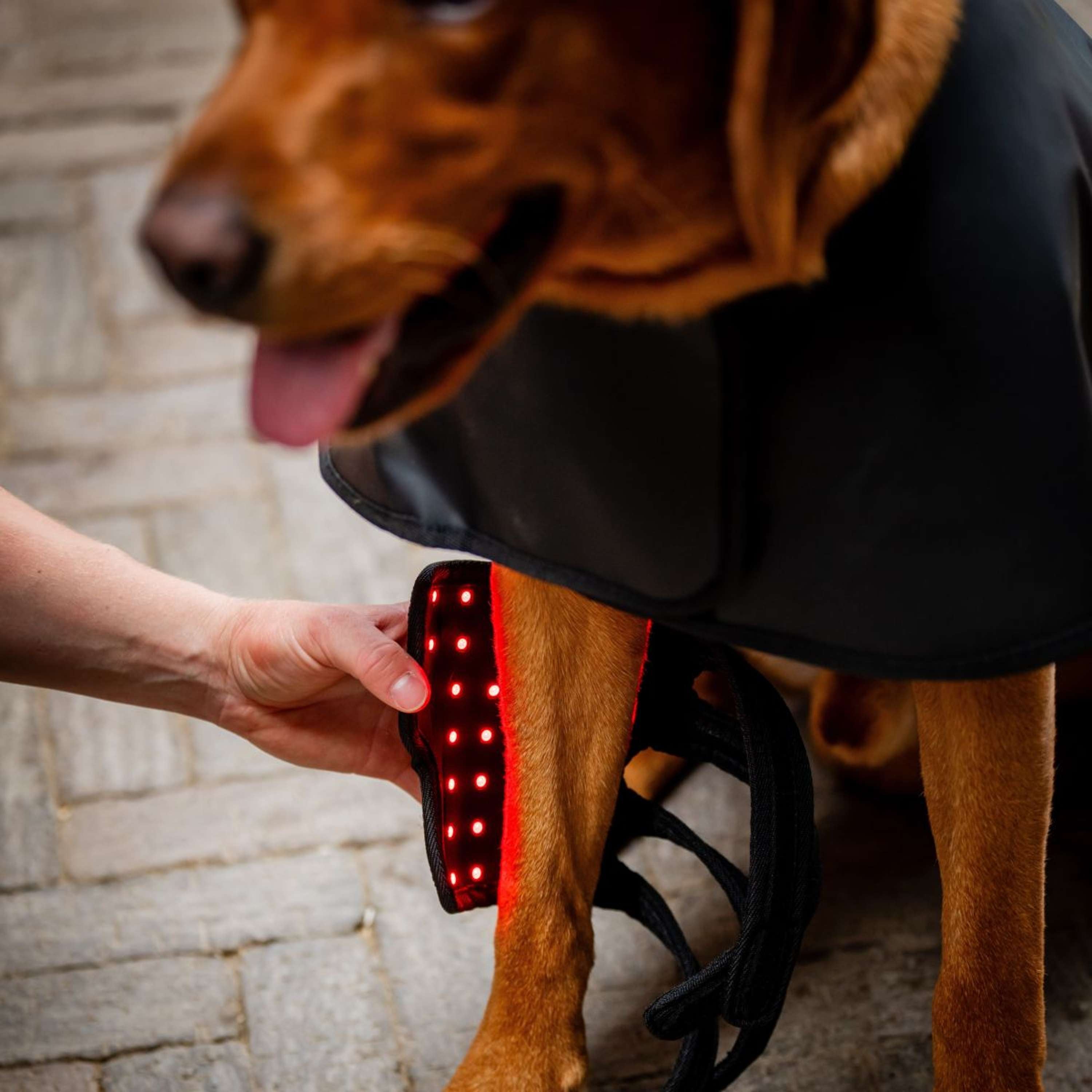 Horseware Pet Leg Wraps LED Red Light Therapy Pair Nero