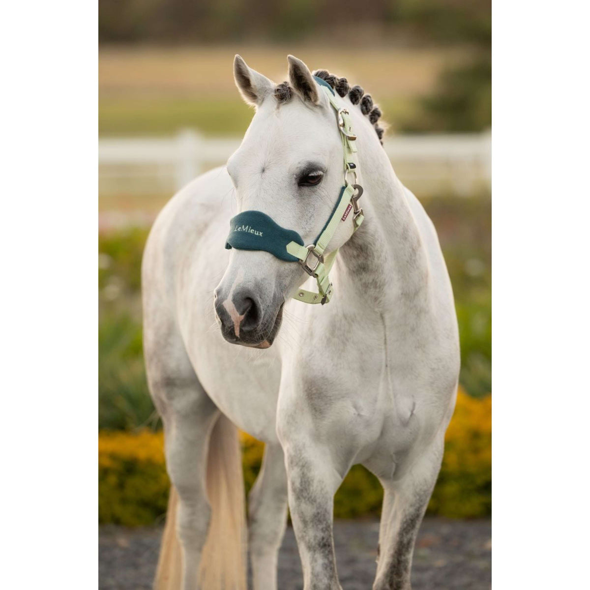 LeMieux Set Cavezza Mini Vogue Macaron