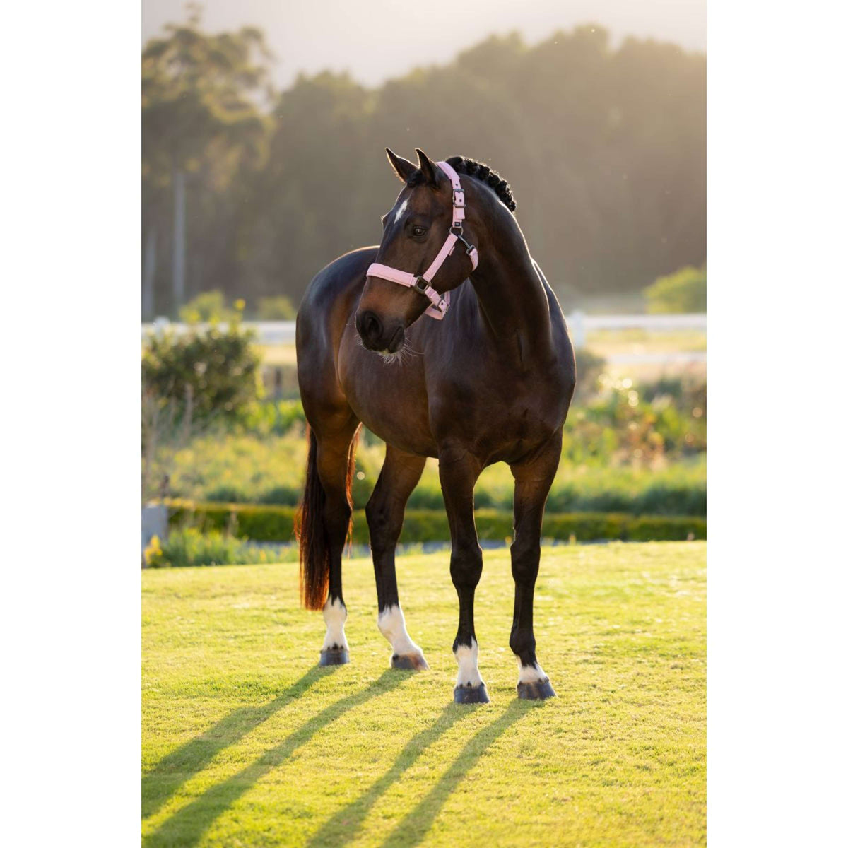 LeMieux Capezzina Essence Fondant