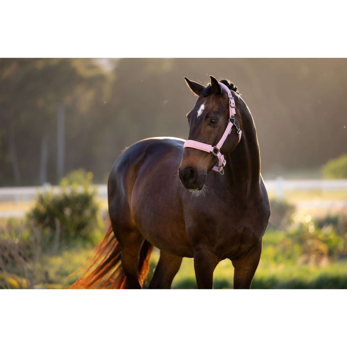 LeMieux Capezzina Essence Fondant