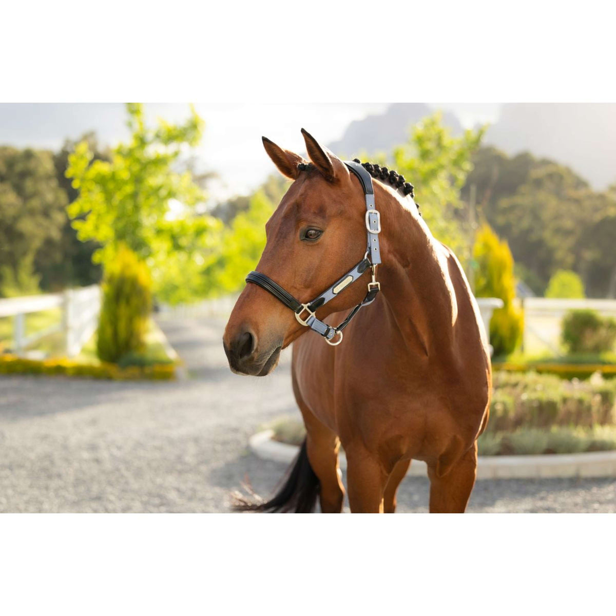 LeMieux Capezzina Capella Powder Blue