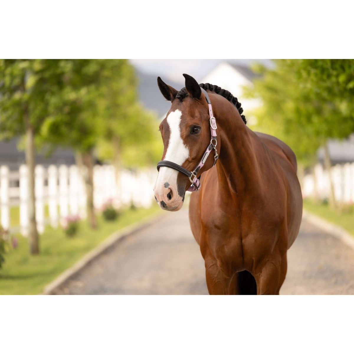 LeMieux Capezzina Capella Fondant