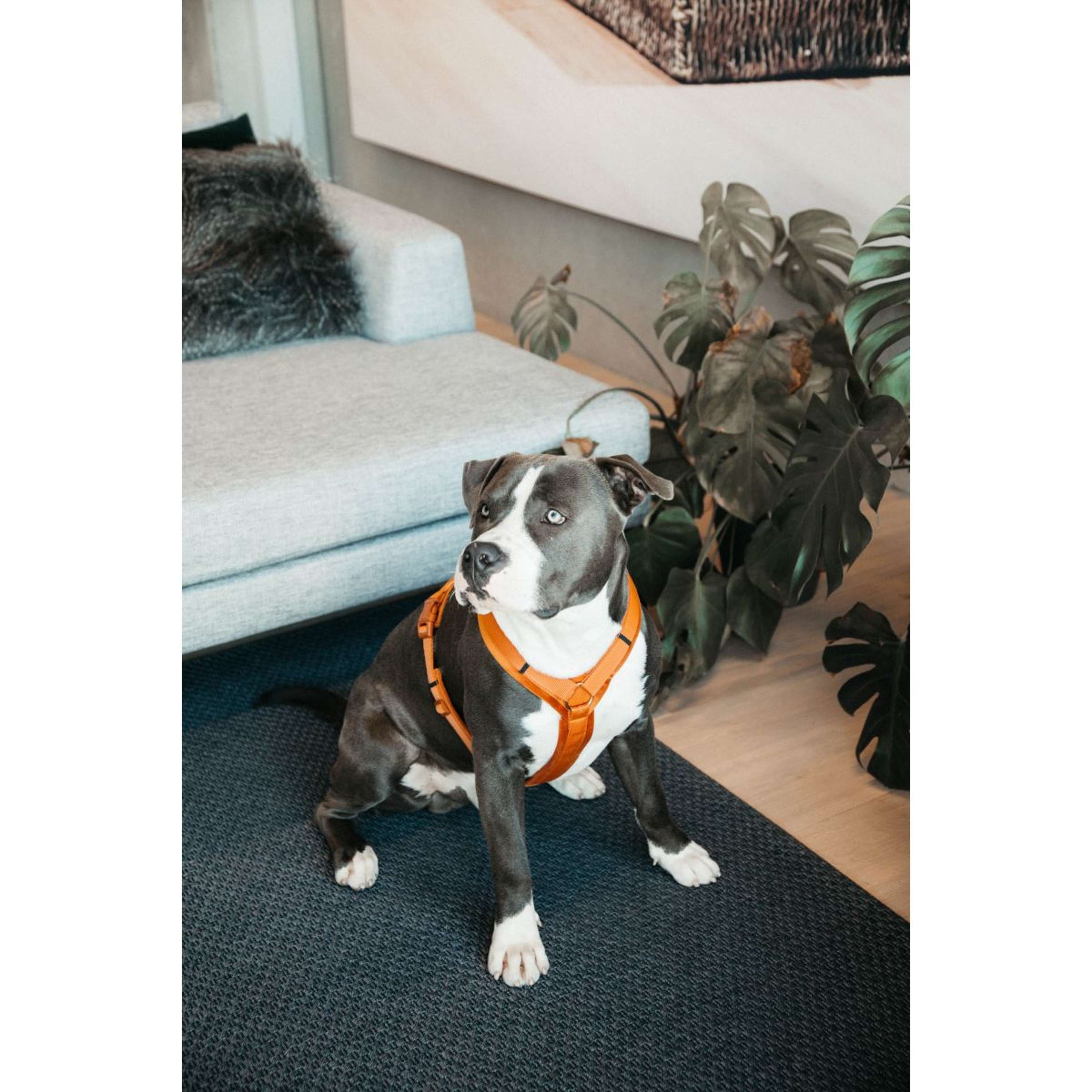 Kentucky Dogwear Imbracatura Active Velvet Arancia