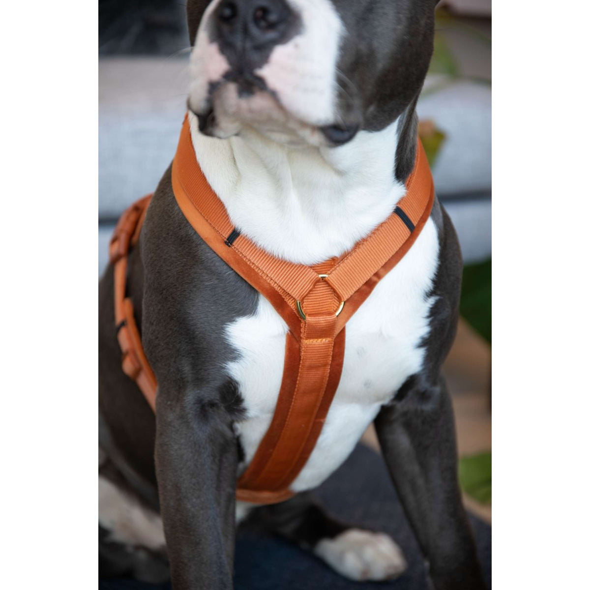 Kentucky Dogwear Imbracatura Active Velvet Arancia