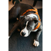 Kentucky Dogwear Imbracatura Active Velvet Arancia