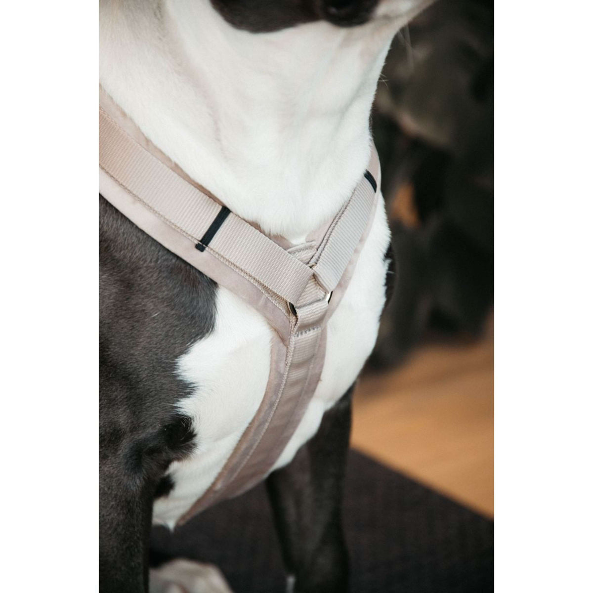 Kentucky Dogwear Imbracatura Active Velvet Beige