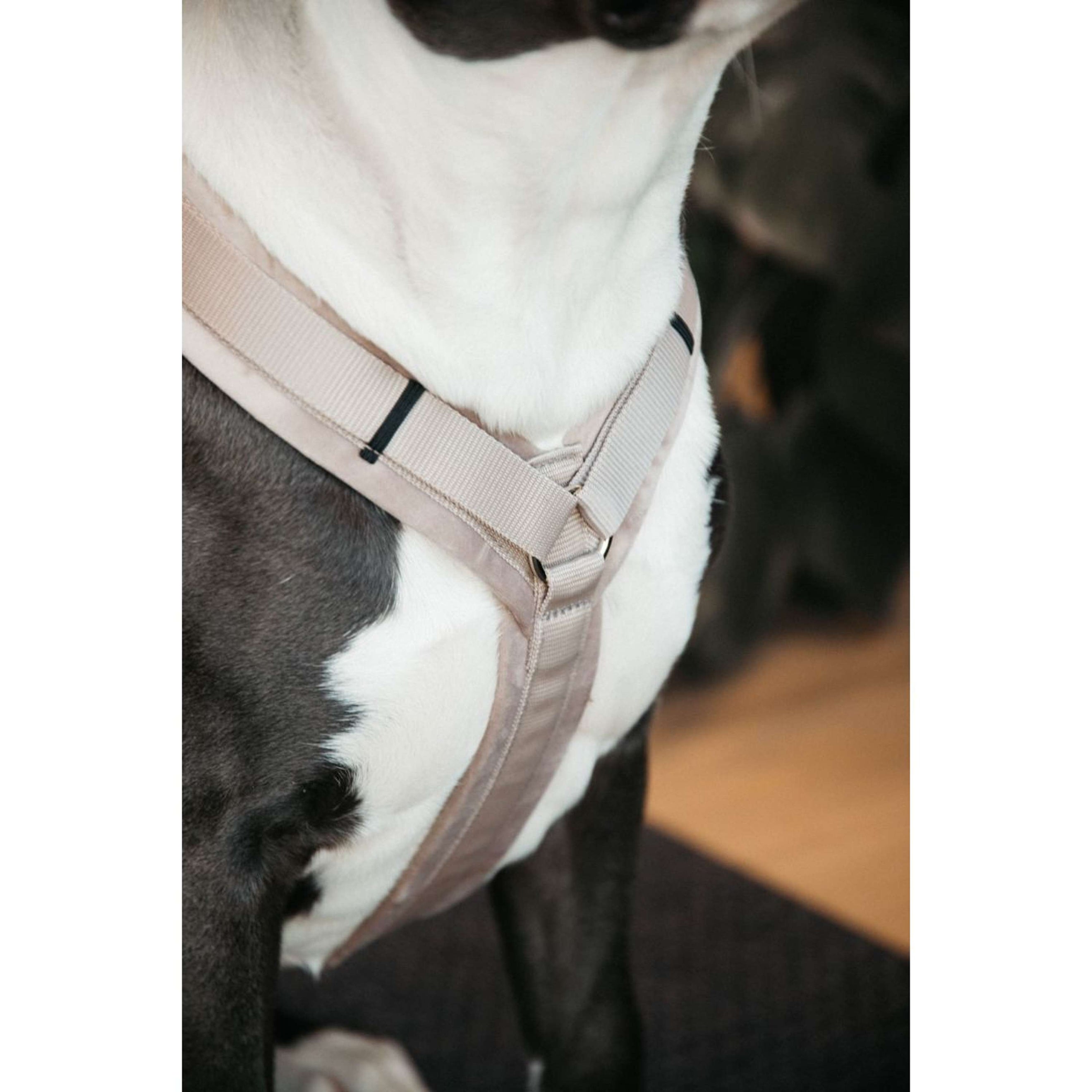 Kentucky Dogwear Imbracatura Active Velvet Beige
