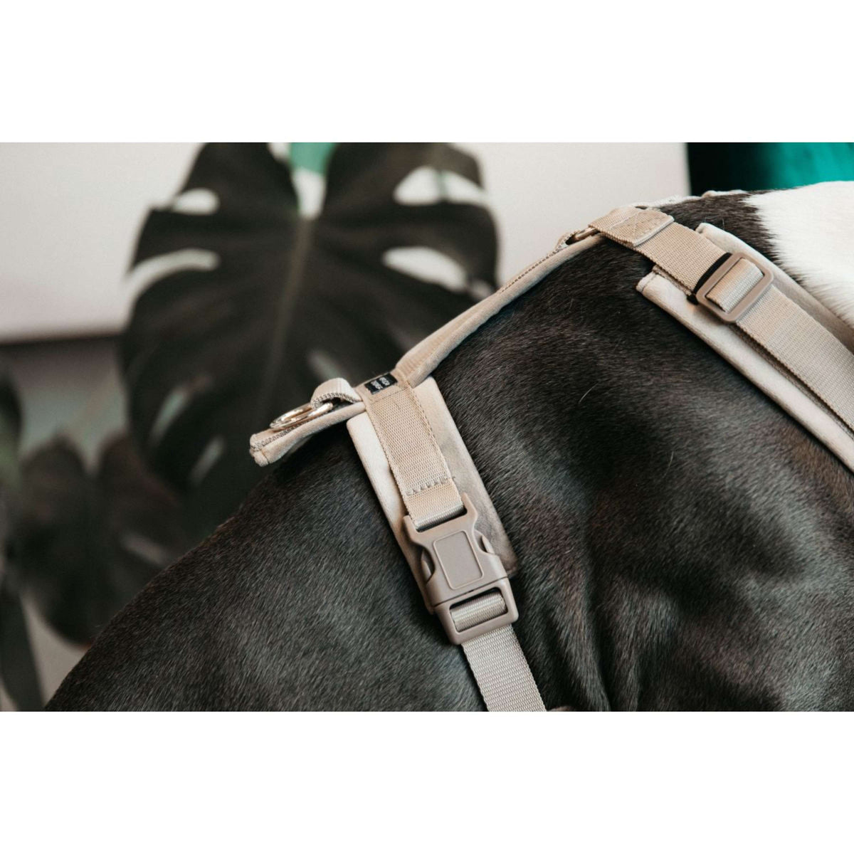 Kentucky Dogwear Imbracatura Active Velvet Beige