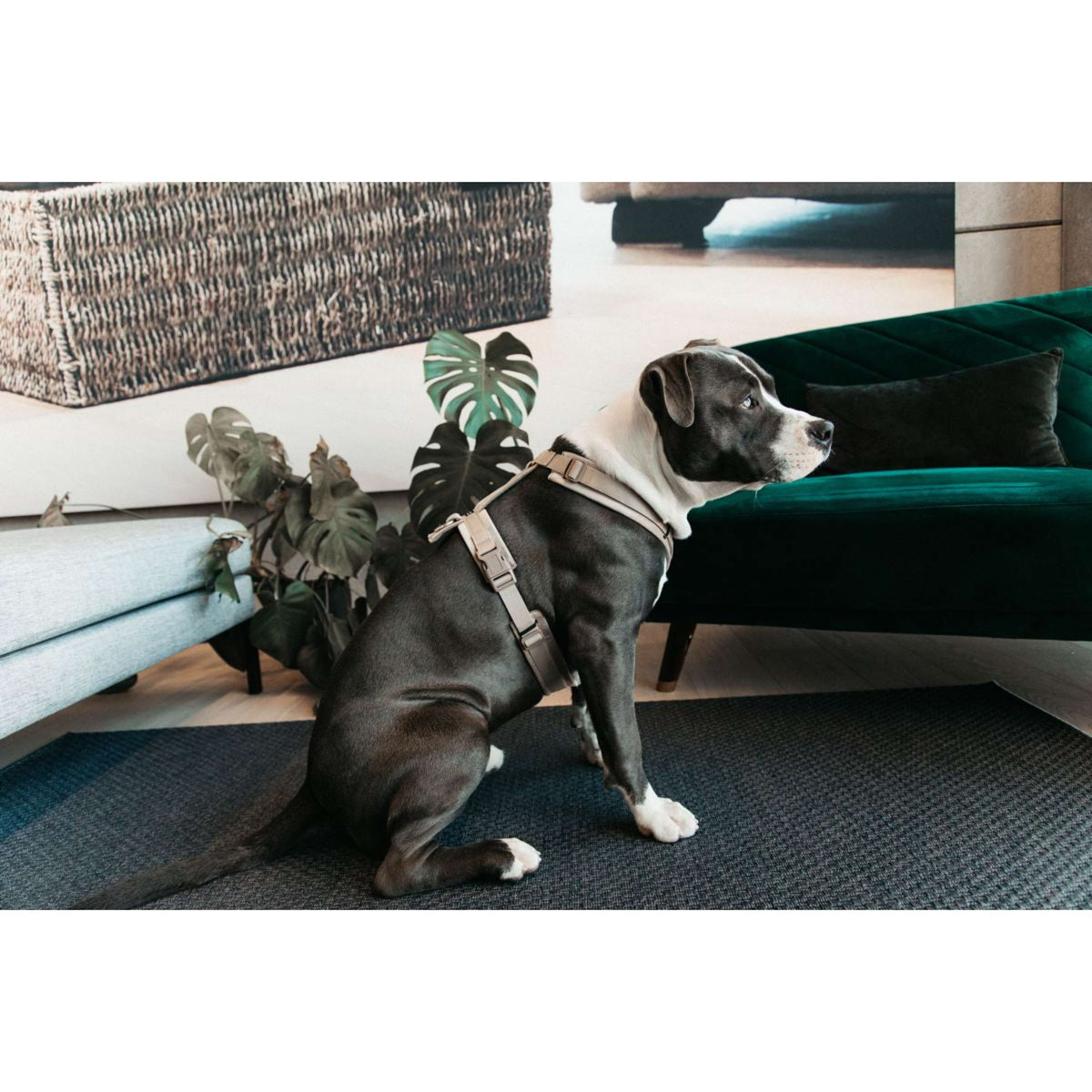 Kentucky Dogwear Imbracatura Active Velvet Beige