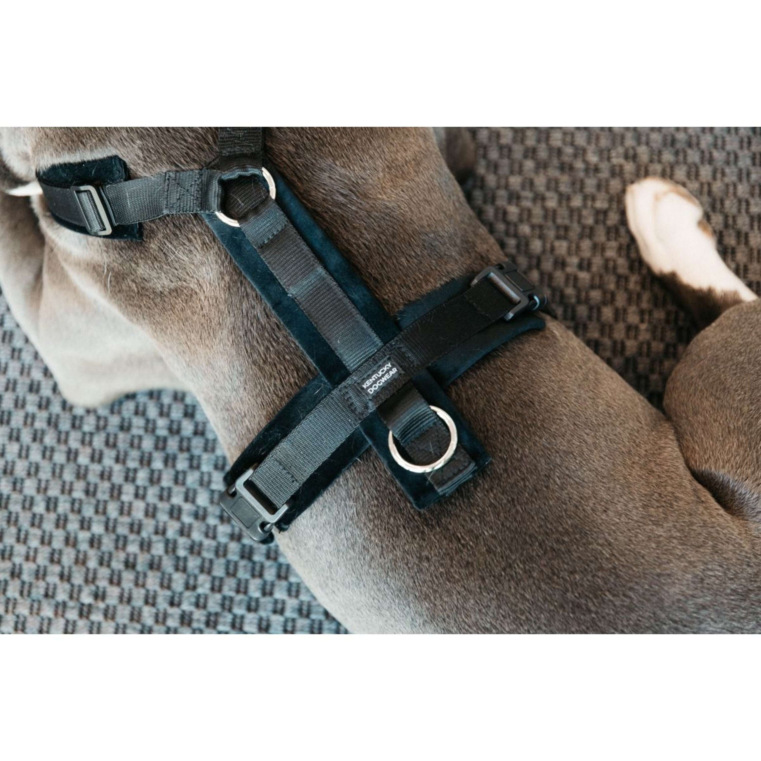 Kentucky Dogwear Imbracatura Active Velvet Nero Kentucky Dogwear Imbracatura Active Velvet Nero