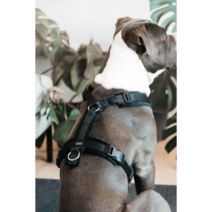 Kentucky Dogwear Imbracatura Active Velvet Nero