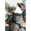 Kentucky Dogwear Imbracatura Active Velvet Nero