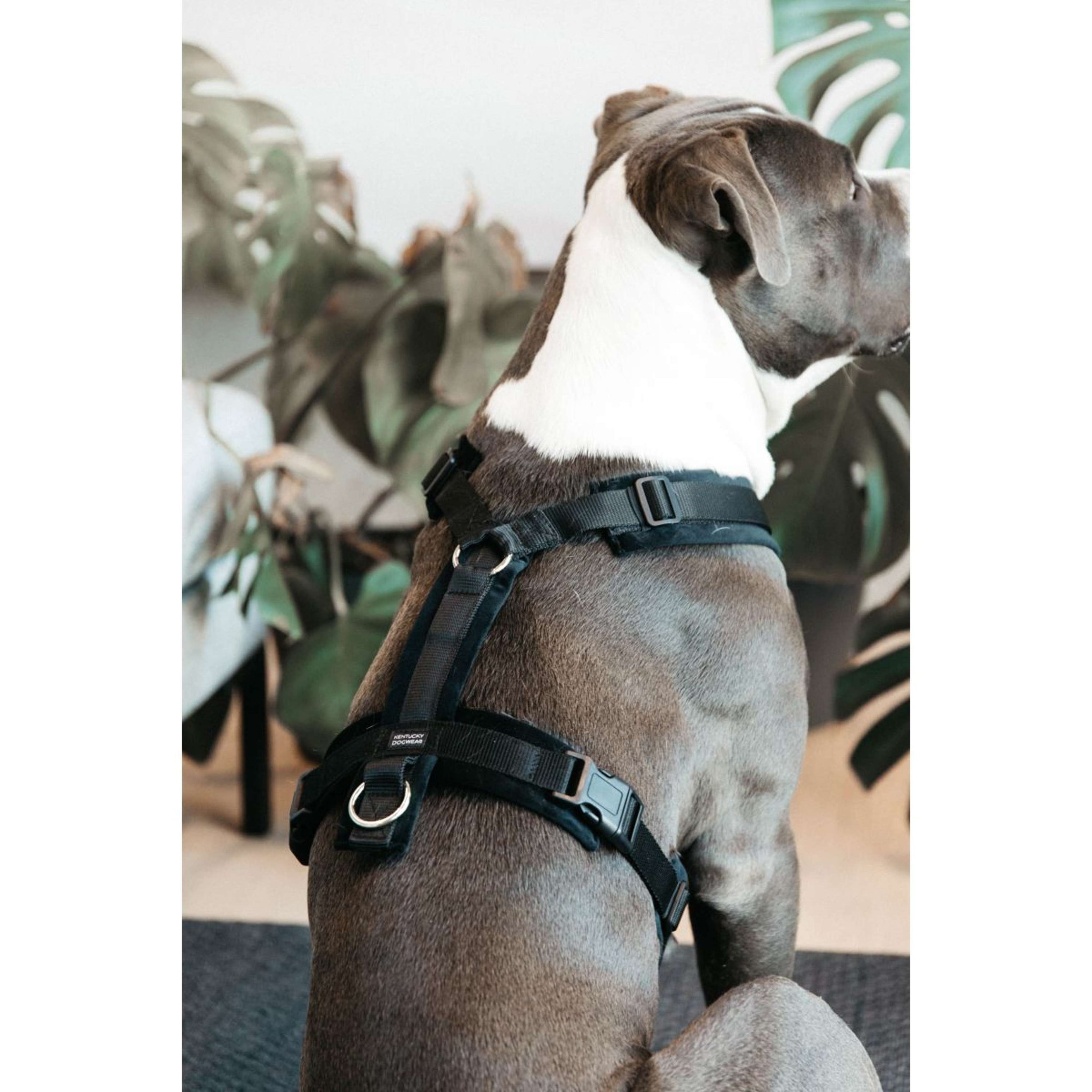 Kentucky Dogwear Imbracatura Active Velvet Nero