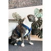 Kentucky Dogwear Imbracatura Active Velvet Navy