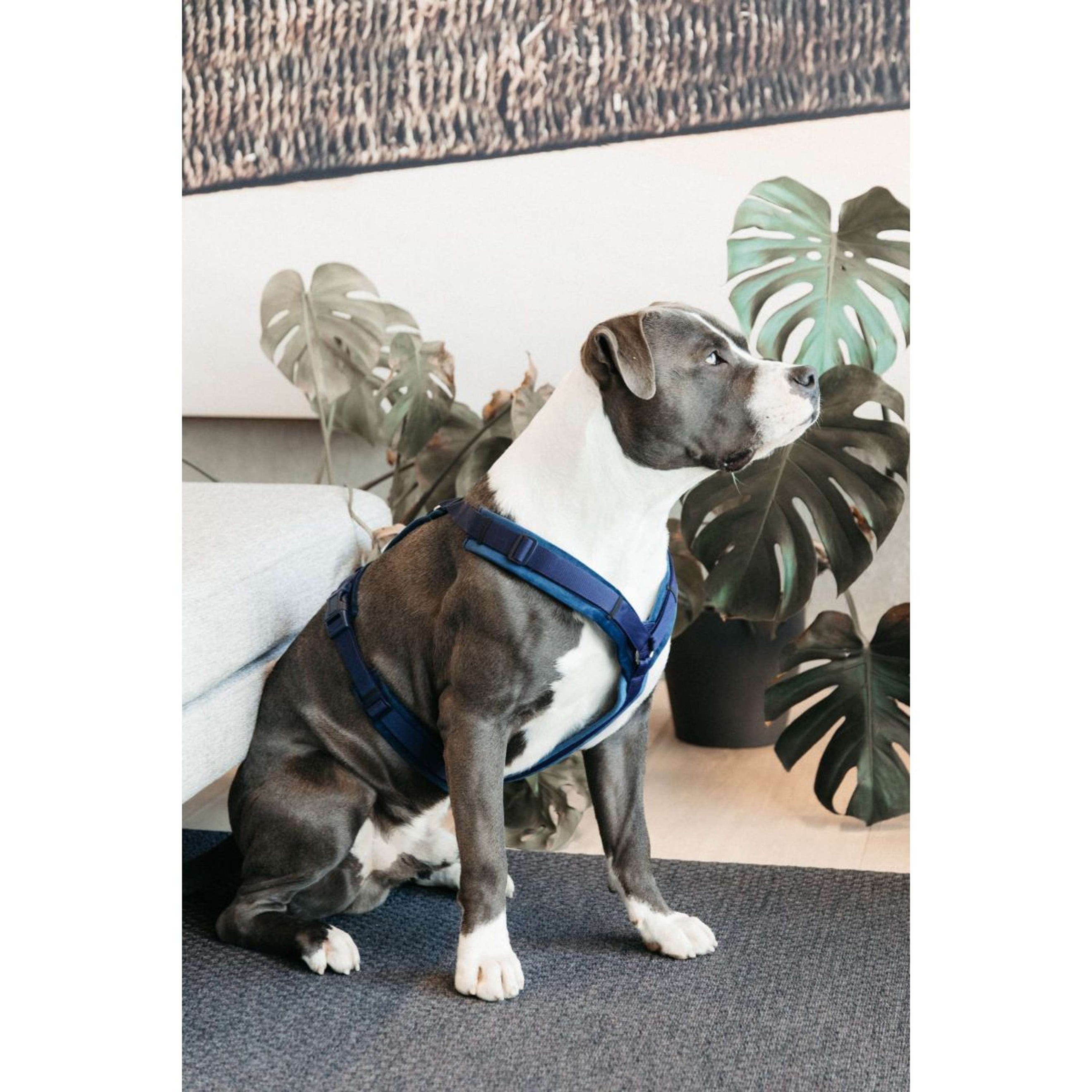 Kentucky Dogwear Imbracatura Active Velvet Navy