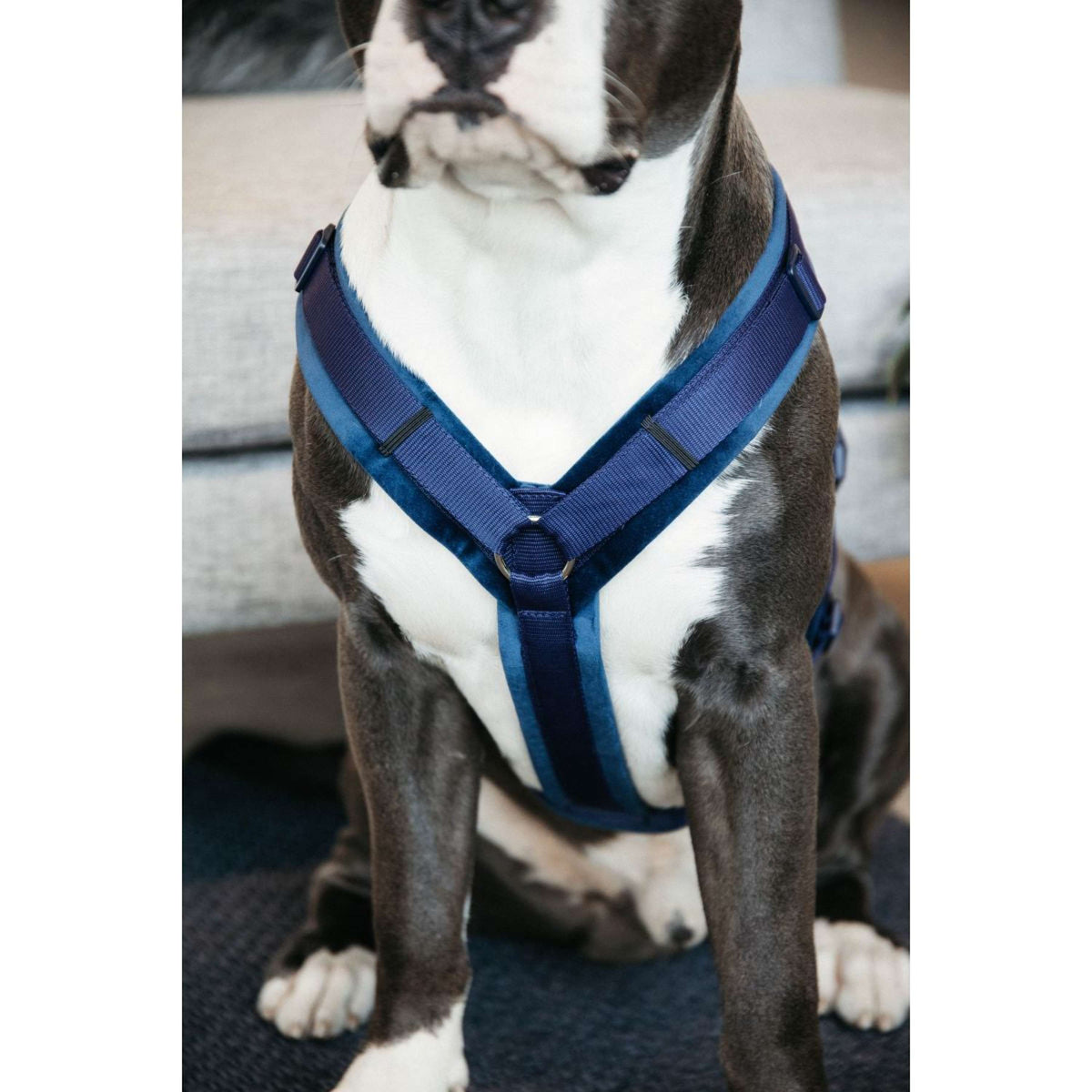 Kentucky Dogwear Imbracatura Active Velvet Navy