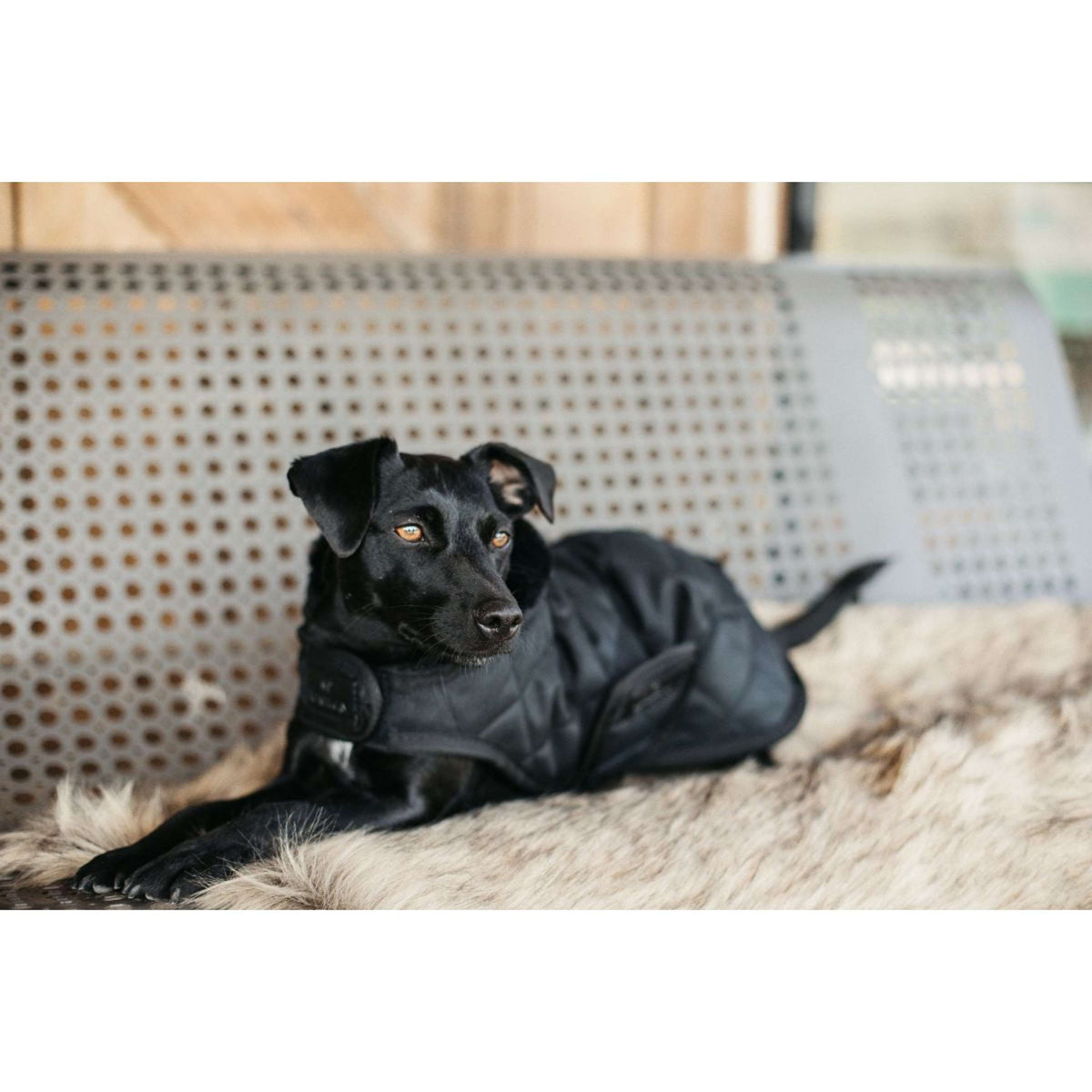 Kentucky Dogwear Cappotto per cani Nero