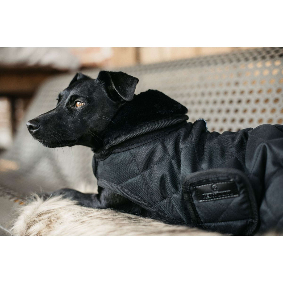 Kentucky Dogwear Cappotto per cani Nero