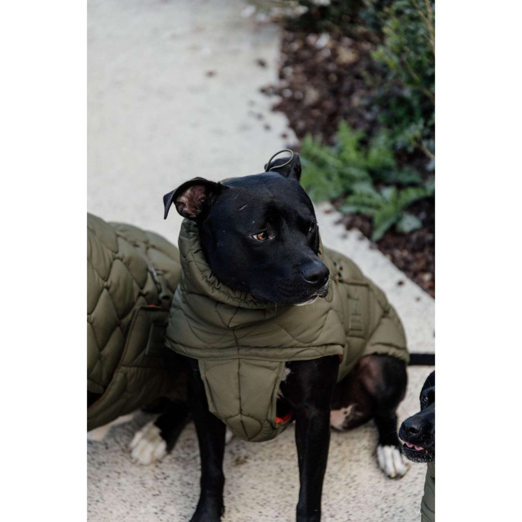 Kentucky Dogwear Coperta per Cani Winter Pina 160 g Pine Green