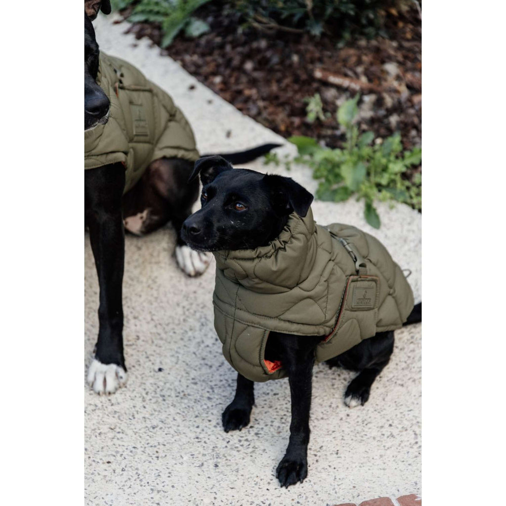 Kentucky Dogwear Coperta per Cani Winter Pina 160 g Pine Green