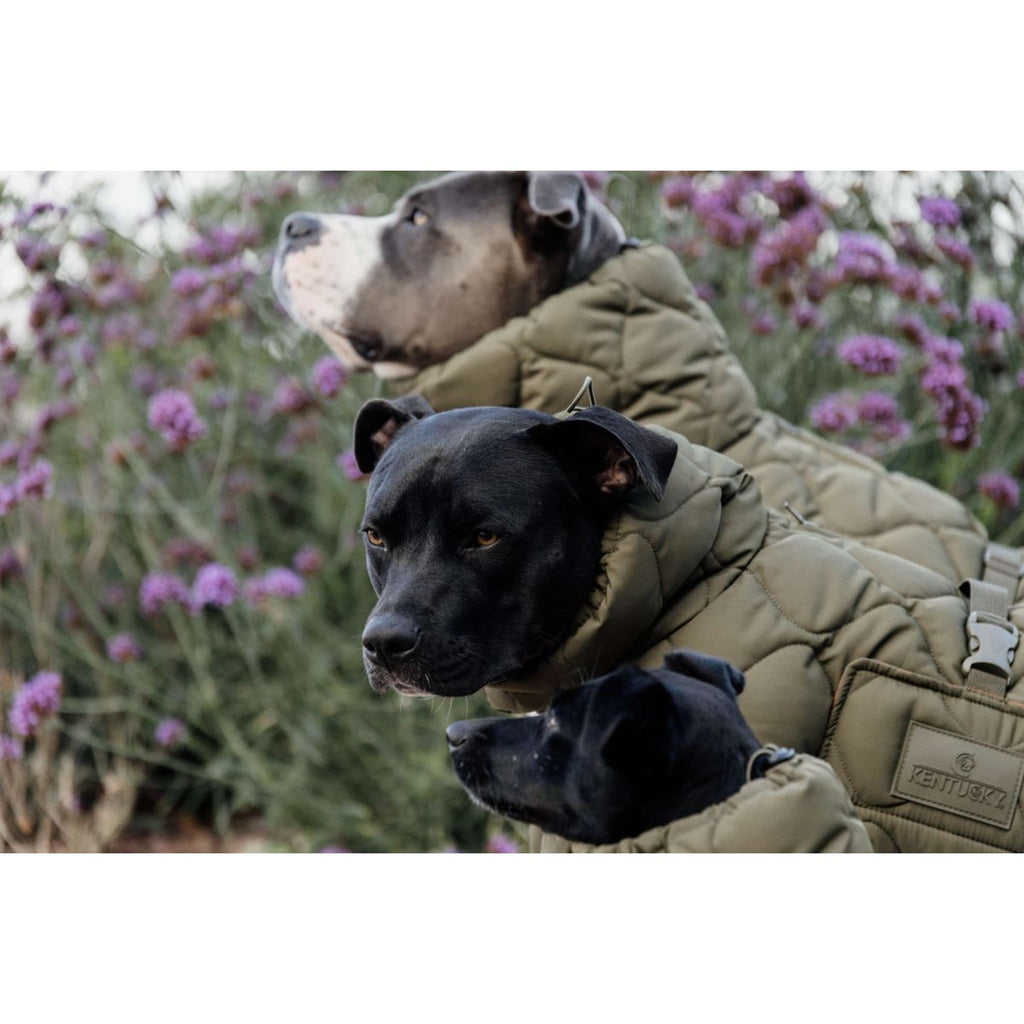Kentucky Dogwear Coperta per Cani Winter Pina 160 g Pine Green