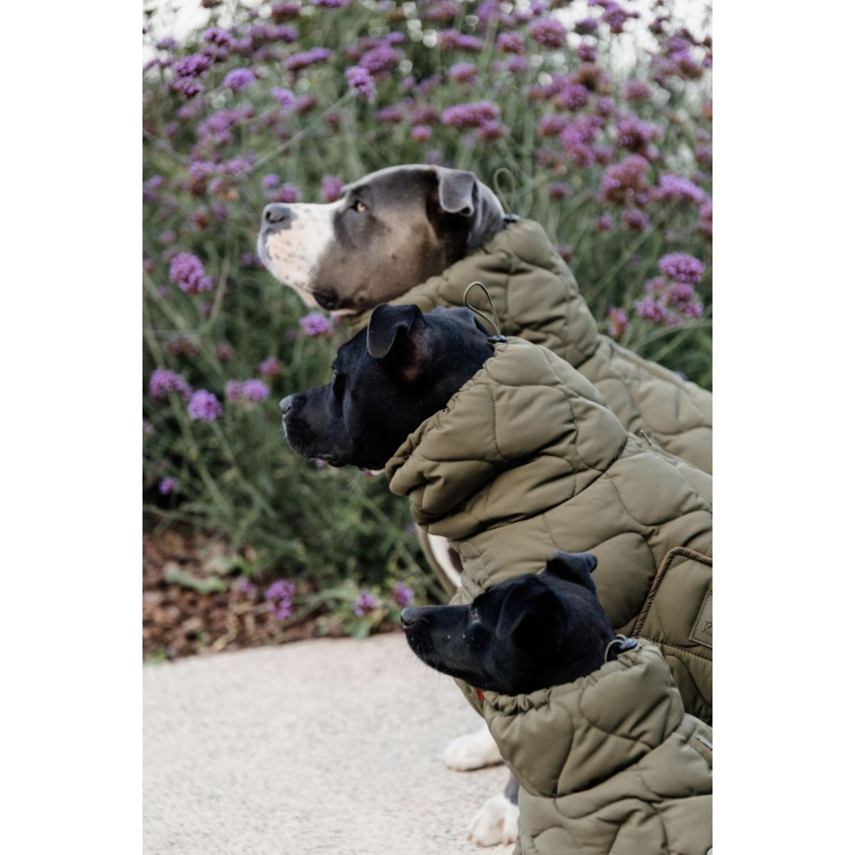 Kentucky Dogwear Coperta per Cani Winter Pina 160 g Pine Green