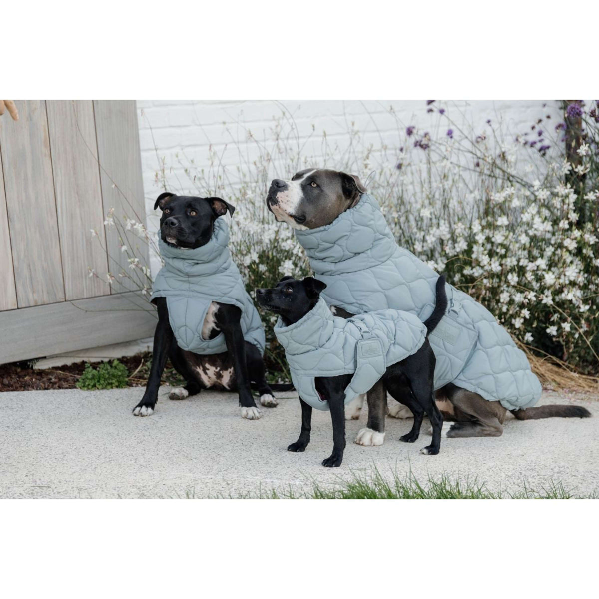 Kentucky Horsewear Coperta per Cani Winter Pina 160g Dusty Blue