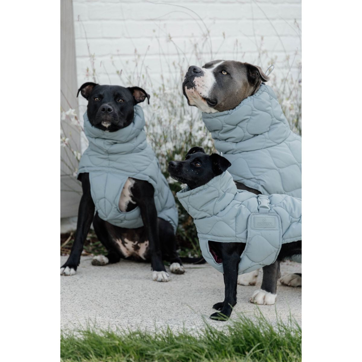 Kentucky Horsewear Coperta per Cani Winter Pina 160g Dusty Blue