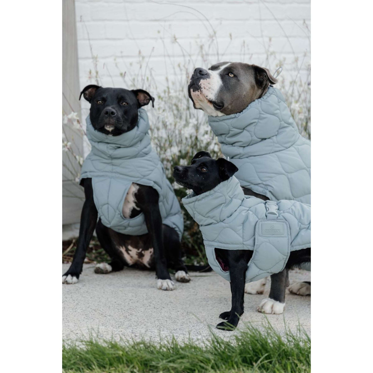 Kentucky Horsewear Coperta per Cani Winter Pina 160g Dusty Blue