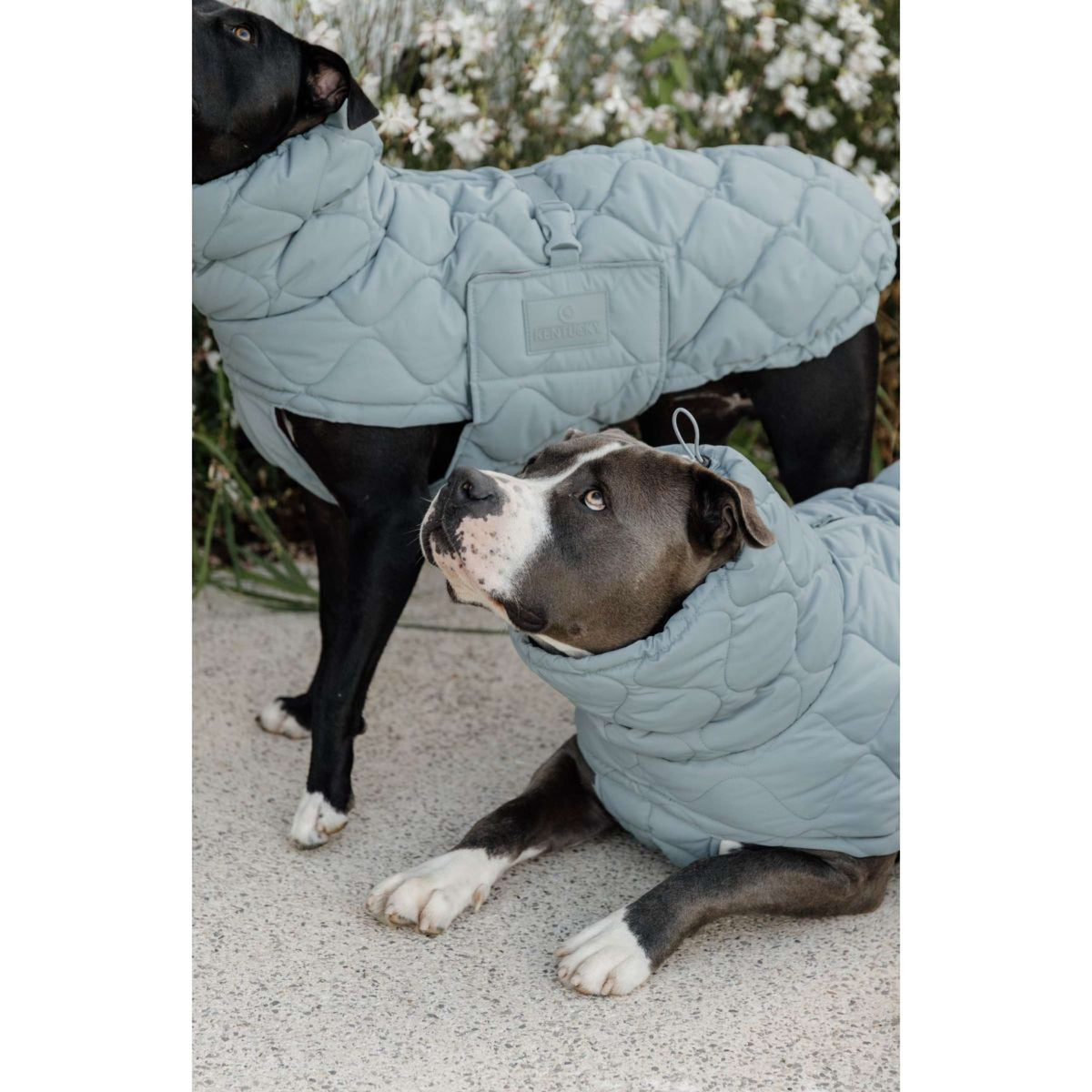 Kentucky Horsewear Coperta per Cani Winter Pina 160g Dusty Blue