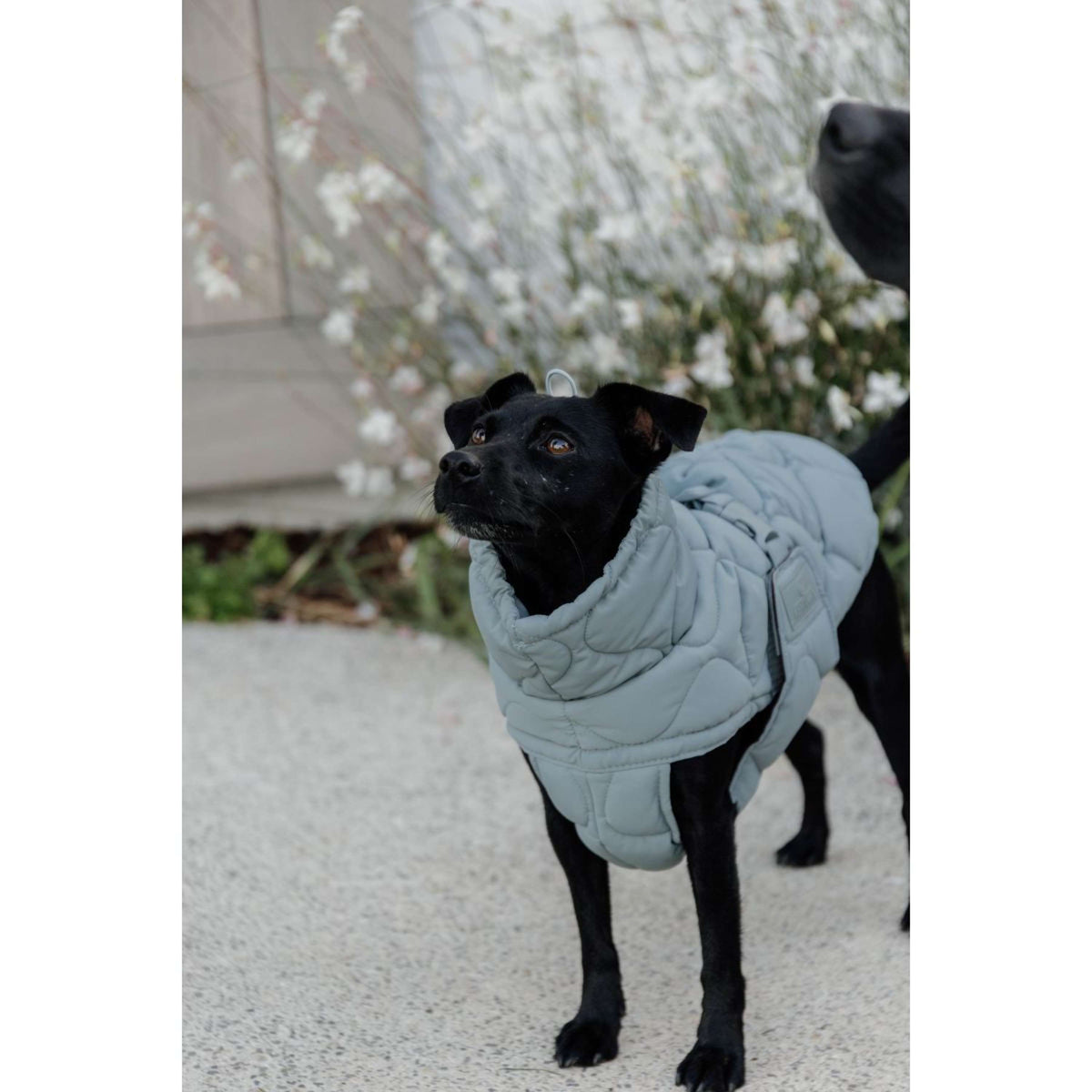 Kentucky Horsewear Coperta per Cani Winter Pina 160g Dusty Blue