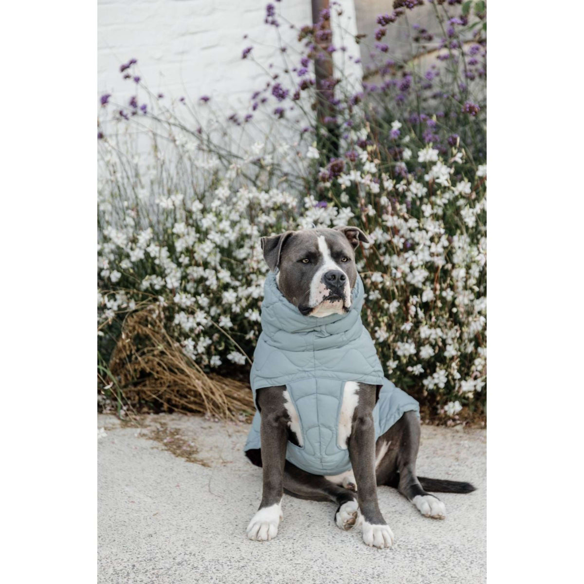 Kentucky Horsewear Coperta per Cani Winter Pina 160g Dusty Blue