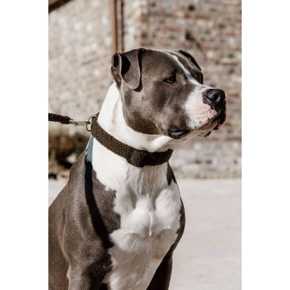 Kentucky Dogwear Halsband Teddy Fleece Pine Green