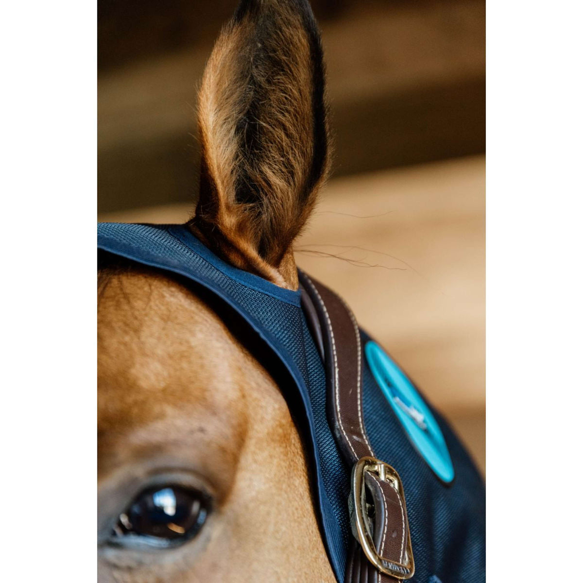 Kentucky Collare magnetico Recuptex Blu