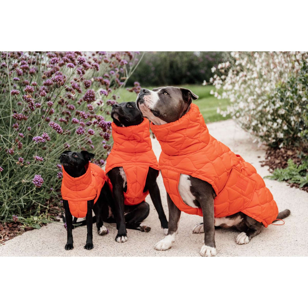 Kentucky Coperta per Cani Winter Pina Arancia
