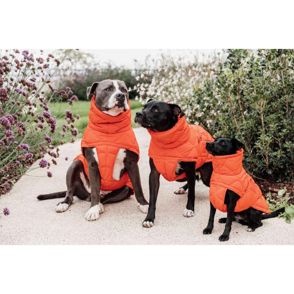 Kentucky Coperta per Cani Winter Pina Arancia