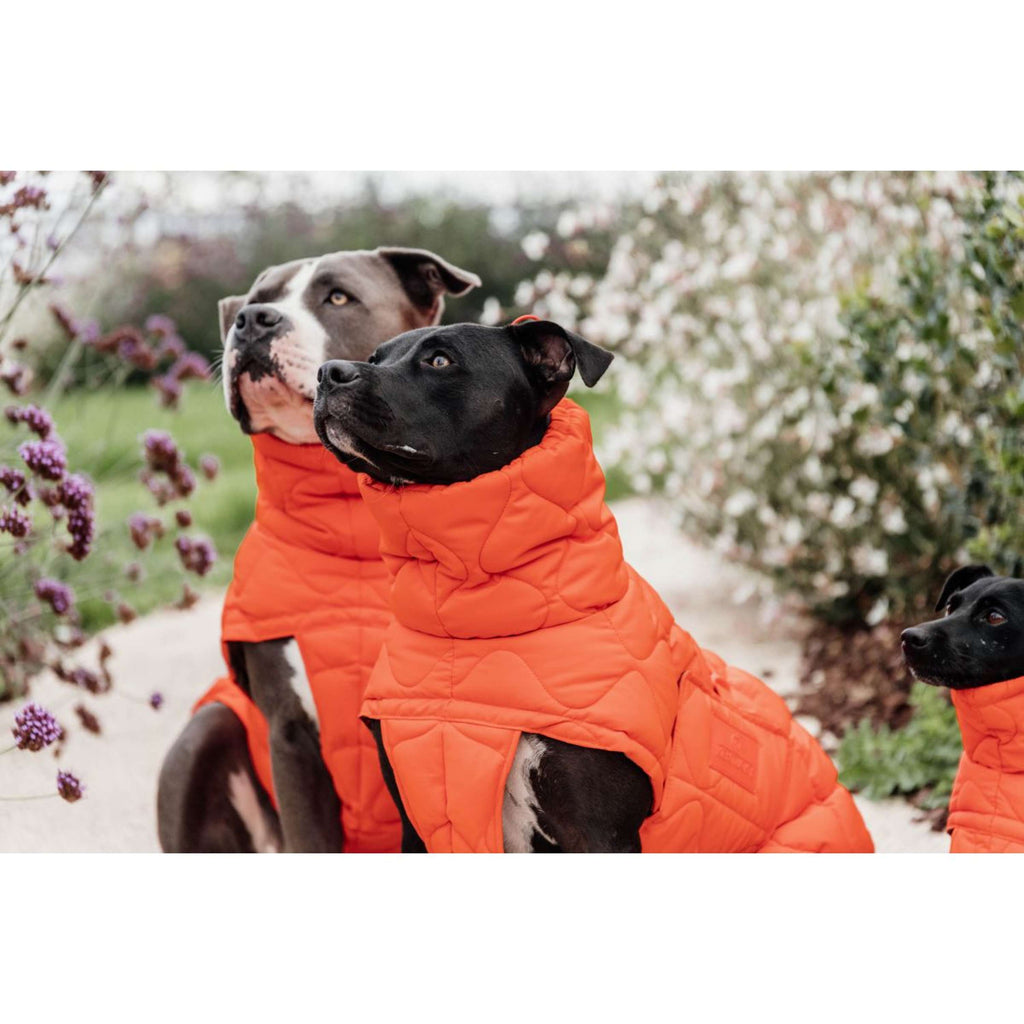 Kentucky Coperta per Cani Winter Pina Arancia