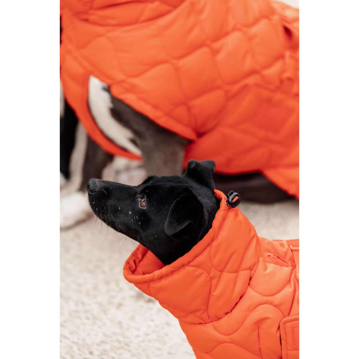 Kentucky Coperta per Cani Winter Pina Arancia