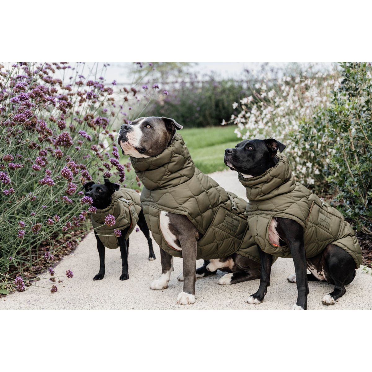 Kentucky Dogwear Coperta per Cani Winter Pina 160 g Pine Green