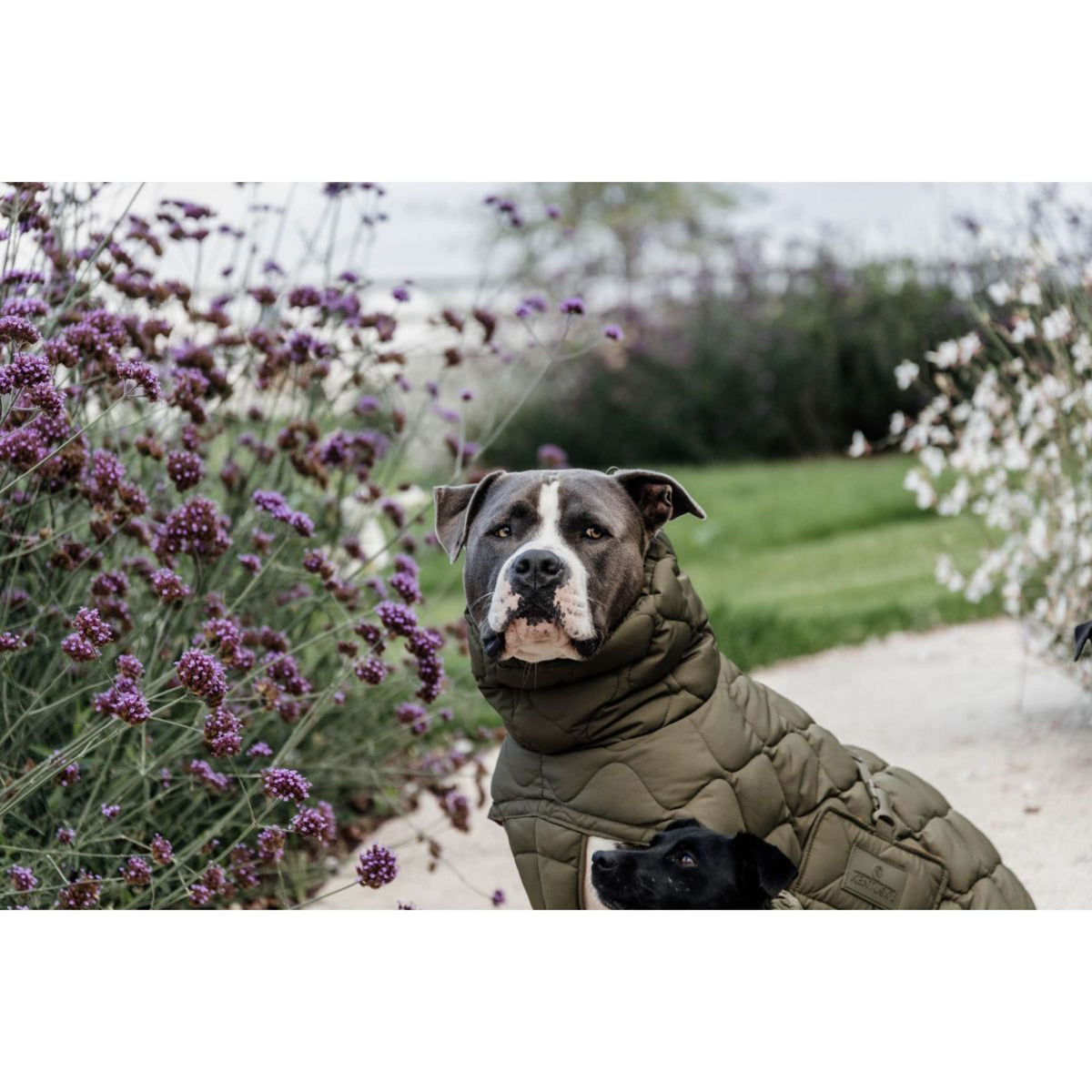 Kentucky Dogwear Coperta per Cani Winter Pina 160 g Pine Green