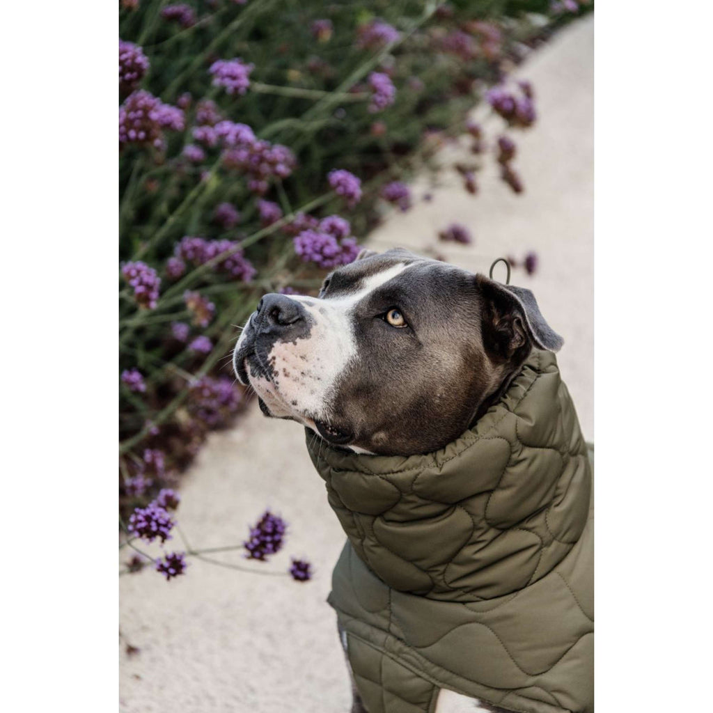 Kentucky Dogwear Coperta per Cani Winter Pina 160 g Pine Green