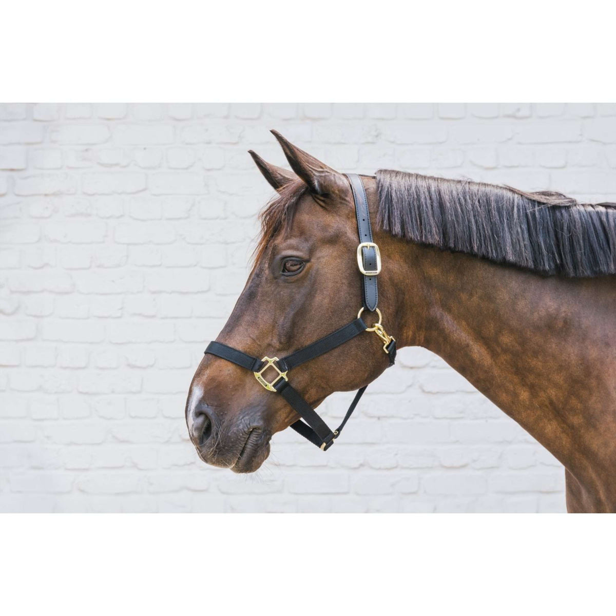 Kentucky Horsewear Capezzina Nylon Breakaway Nero