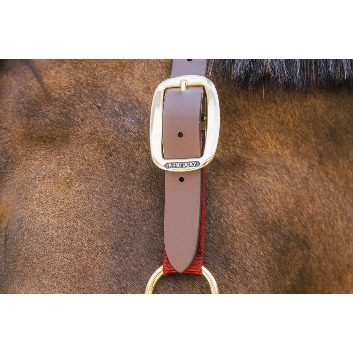 Kentucky Horsewear Capezzina Nylon Breakaway Bordeaux