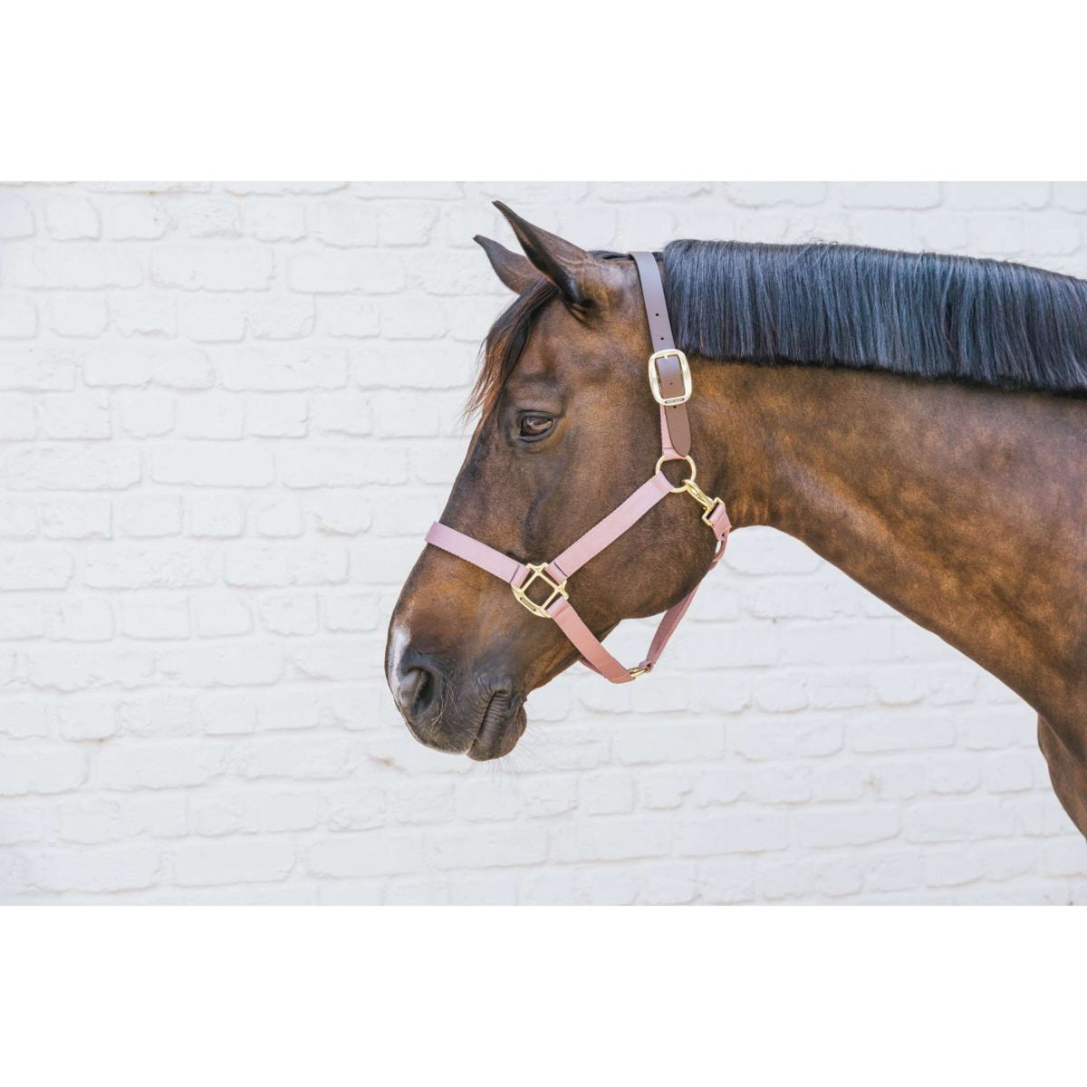 Kentucky Horsewear Capezzina Nylon Breakaway Rosa antico