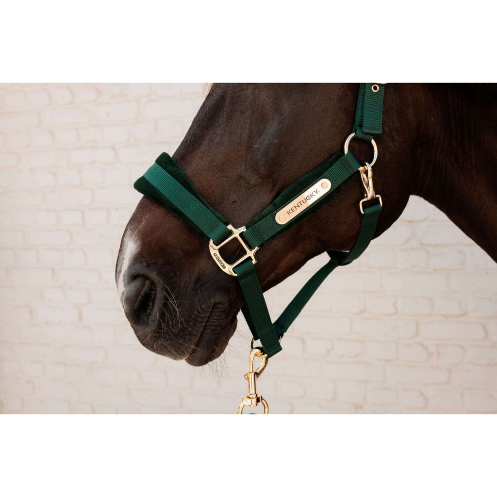 Kentucky Cavezza Velvet Pine Green