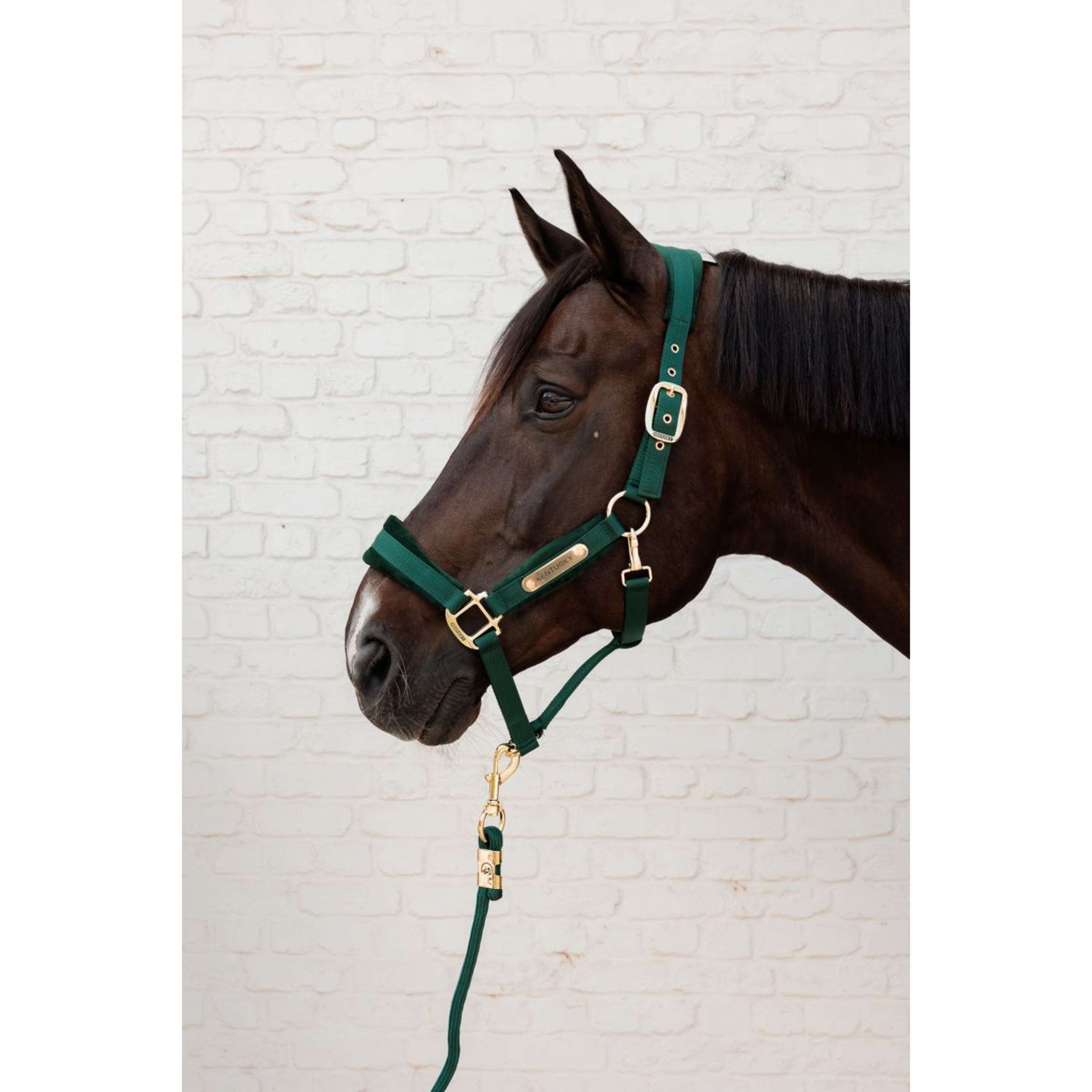 Kentucky Cavezza Velvet Pine Green