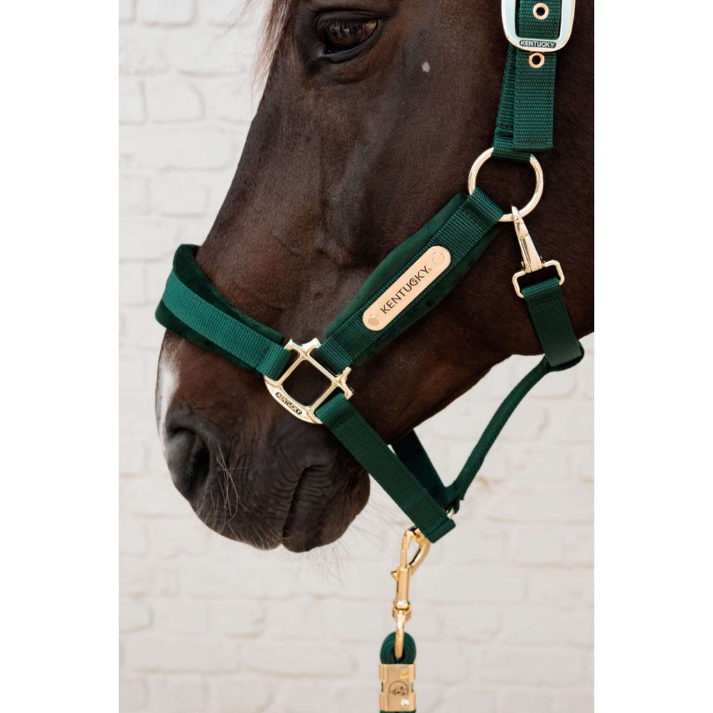 Kentucky Cavezza Velvet Pine Green